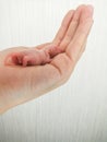 A newborn mouse lies on a human hand. Decorative bald rodent closeup Royalty Free Stock Photo