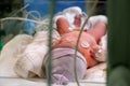 Newborn Through NICU Glass