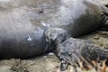 Newborn Northern Elephant Seal Pup Learns to Nurse on Mother Royalty Free Stock Photo