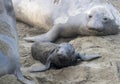 Newborn Northern Elephant Seal Pup and Mother on Beach Royalty Free Stock Photo