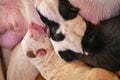 Newborn one day old puppies sleeping with eyes closed