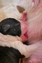 Newborn one day old puppies sleeping with eyes closed next to each other