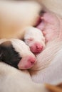 Newborn one day old puppies sleeping with eyes closed next to each other