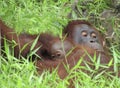 A newborn orangutan Royalty Free Stock Photo