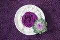 Newborn photography props white wooden bowl with decorative cabbage on a purple background Royalty Free Stock Photo
