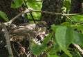 Newborn pigeons are sitting in the nest and waiting for mom to get food