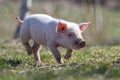 Newborn piglet on spring grass on a farm Royalty Free Stock Photo