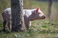 Newborn piglet on spring grass on a farm Royalty Free Stock Photo