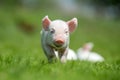 Newborn piglet on spring green grass Royalty Free Stock Photo