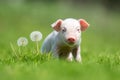 Newborn piglet on spring green grass Royalty Free Stock Photo