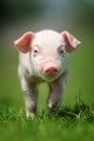 Newborn piglet on spring green grass Royalty Free Stock Photo