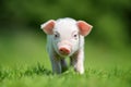 Newborn piglet on spring green grass Royalty Free Stock Photo