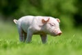 Newborn piglet on spring green grass Royalty Free Stock Photo