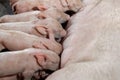 A newborn piglet is sucking milk from a mother pig Royalty Free Stock Photo