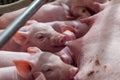 Newborn piglet Are suckling from mother pig