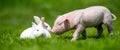 Newborn piglet and white rabbit on green grass on a farm Royalty Free Stock Photo