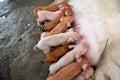 Newborn piglets Royalty Free Stock Photo