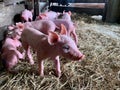 Newborn piglets Royalty Free Stock Photo