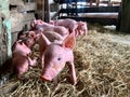 Newborn piglets Royalty Free Stock Photo