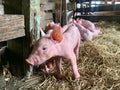 Newborn piglets Royalty Free Stock Photo