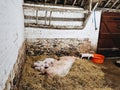 Newborn piglets eating milk