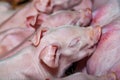 Newborn piglets fed milk from the mother pig, then fell asleep. Royalty Free Stock Photo