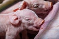 Newborn piglets fed milk from the mother pig, then fell asleep. Royalty Free Stock Photo