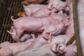 Newborn piglets fed milk from the mother pig, then fell asleep. Royalty Free Stock Photo