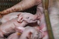 Newborn piglets fed milk from the mother pig, then fell asleep. Royalty Free Stock Photo