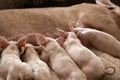 Newborn piglets feeding from mother pig in organic farm