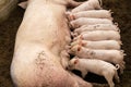 Newborn piglets feeding from mother pig in organic farm