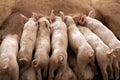 Newborn piglets feeding from mother pig in organic farm