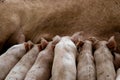 Newborn piglets feeding from mother pig in organic farm