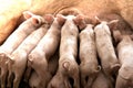 Newborn piglets feeding from mother pig in organic farm