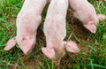 Newborn piglets in the meadow. Organic piggies on the organic rural  farm. Squeakers graze grass in the pasture Royalty Free Stock Photo