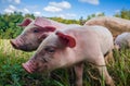 Newborn piglets in the meadow. Organic piggies on the organic rural  farm. Squeakers graze grass in the pasture Royalty Free Stock Photo