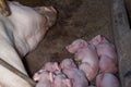 Newborn piglets sleeping beside her pig. Royalty Free Stock Photo