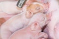 Newborn piglets sucking their mother Royalty Free Stock Photo