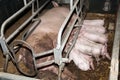 Little pigs sleeping after suckling in the barn indoors