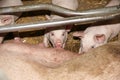Piglets suckling in the barn indoors Royalty Free Stock Photo