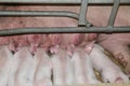 Extreme closeup of suckling piglets at iindustrial animal farm Royalty Free Stock Photo