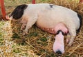 Newborn piglets suckling their mother. Royalty Free Stock Photo