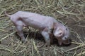 Newborn piglets were standing in the paddock with good posture T Royalty Free Stock Photo