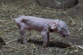 Newborn piglets were standing in the paddock with good posture T Royalty Free Stock Photo