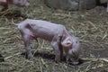 Newborn piglets were standing in the paddock with good posture T Royalty Free Stock Photo