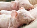 Newborn Pigs Feeding