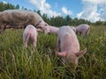 Newborn pigs in the meadow. Organic piggies on the organic rural  farm. Rural piglets roam in field. Squeakers graze grass and Royalty Free Stock Photo