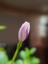 newborn pink flower on green leaves Royalty Free Stock Photo