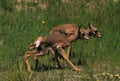 Newborn Pronghorn Fawns Royalty Free Stock Photo