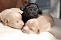 Newborn puppies